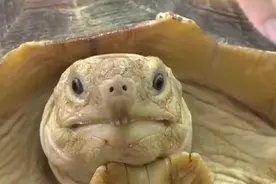 上海市民遛弯“邂逅”样貌特别的大龟，经鉴定为“国保”动物