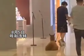 有腿不走就是玩！羊驼被牵着商场内全程滑行，网友：保洁费咋算？图片