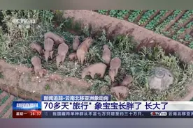 象群渡过元江南下 70多天“旅行”象宝宝长胖了 长大了图片