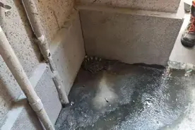 益乐新村发现一条鳄鱼！哪来的？图片