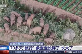 70多天旅行，两个象宝宝长胖了！象群安全渡过元江南下图片