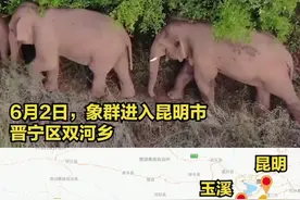 “断鼻家族”快到家了，回顾它们的出走历程图片