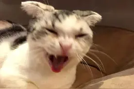 滑翔伞绳索从天而降，沙滩上一女子猛地被撂倒！事发黄厝海域……图片