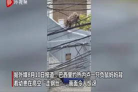 巴西一负鼠妈妈背着7只幼崽沿电线在空中行走图片