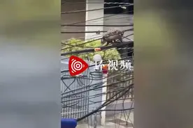 巴西一负鼠妈妈背着7只幼崽沿电线在空中行走图片