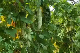 清热解毒、脆爽、苦味淡还略甜！新研发的白绿苦瓜试种成功，今秋批量上市图片
