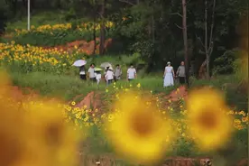 丽江华坪这个地方向日葵绽放成金色花海，一波美图看看图片