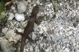 洪雅首次拍到国家二级保护动物山溪鲵 似蜥非蜥似鱼非鱼图片