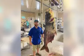 破世界纪录！美国男子捕获巨型鳙鱼：重57公斤 嘴里能塞下水桶图片