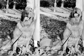 捐狗粮，公开道歉！违规托运致金毛Siri死亡事件进展：主人与托运公司协商后和解图片