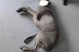 哈尔滨一小区13只猫狗疑食毒火腿肠身亡，业主悬赏1.5万征集线索图片