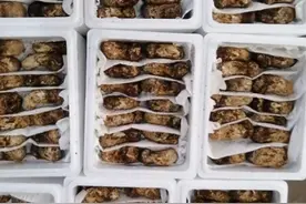 每天6吨！云南野生菌通过高铁快运销往全国各地图片