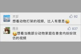 效仿游客打架的是黑猩猩？北京野生动物园：它们只是闹着玩图片