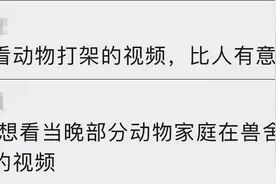 效仿游客打架的是黑猩猩？北京野生动物园：它们只是闹着玩图片