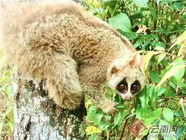 多样云南｜蜂猴、棉凫、麂子……多个濒危物种现身，你不来看看吗？