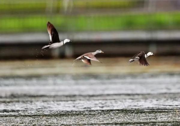 多样云南｜蜂猴、棉凫、麂子……多个濒危物种现身，你不来看看吗？