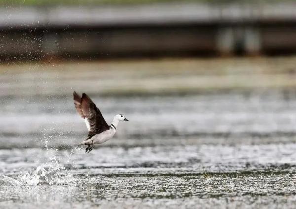 多样云南｜蜂猴、棉凫、麂子……多个濒危物种现身，你不来看看吗？