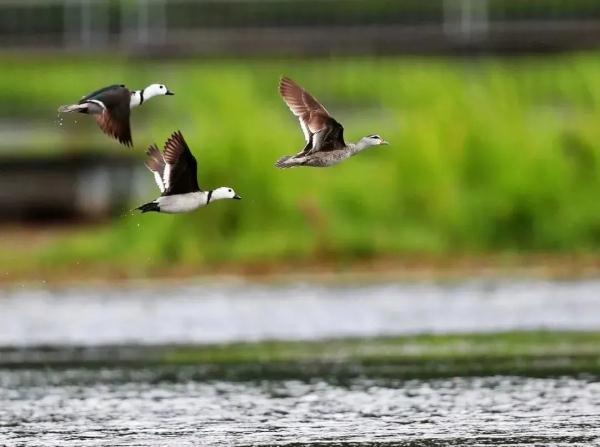 多样云南｜蜂猴、棉凫、麂子……多个濒危物种现身，你不来看看吗？