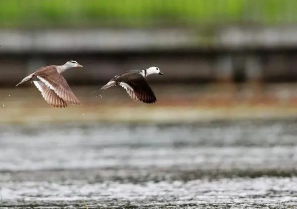 多样云南｜蜂猴、棉凫、麂子……多个濒危物种现身，你不来看看吗？