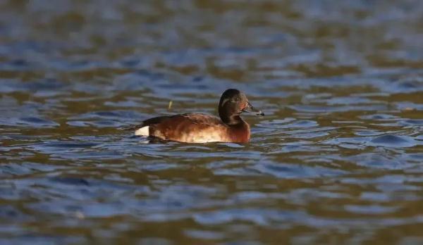 多样云南｜蜂猴、棉凫、麂子……多个濒危物种现身，你不来看看吗？