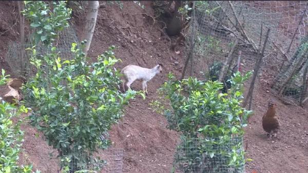 多样云南｜蜂猴、棉凫、麂子……多个濒危物种现身，你不来看看吗？