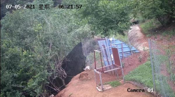 多样云南｜蜂猴、棉凫、麂子……多个濒危物种现身，你不来看看吗？