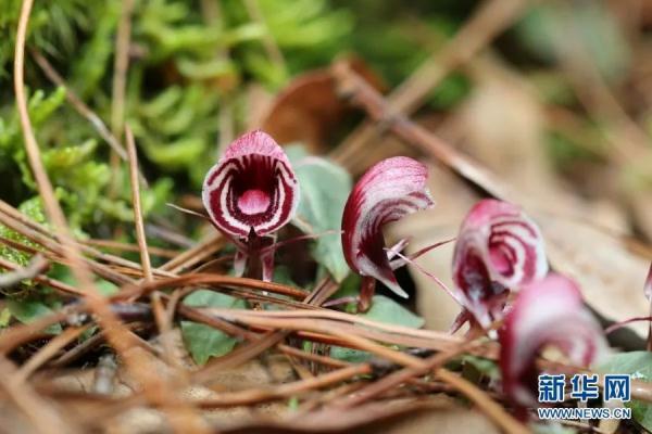 多样云南｜蜂猴、棉凫、麂子……多个濒危物种现身，你不来看看吗？