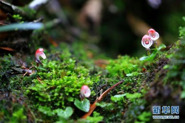 多样云南｜蜂猴、棉凫、麂子……多个濒危物种现身，你不来看看吗？