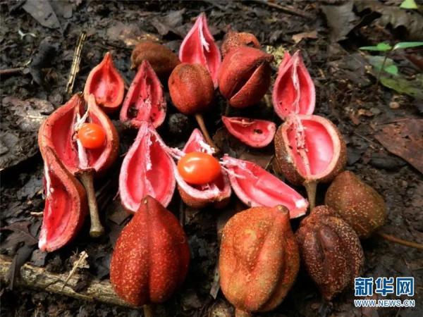 多样云南｜蜂猴、棉凫、麂子……多个濒危物种现身，你不来看看吗？