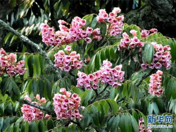 多样云南｜蜂猴、棉凫、麂子……多个濒危物种现身，你不来看看吗？