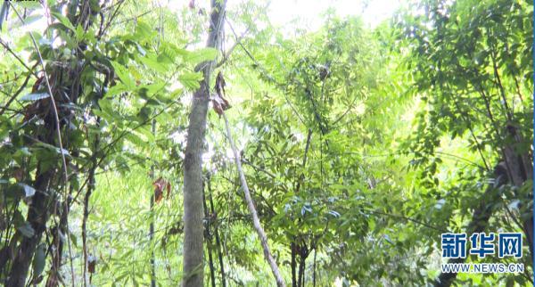 多样云南｜蜂猴、棉凫、麂子……多个濒危物种现身，你不来看看吗？