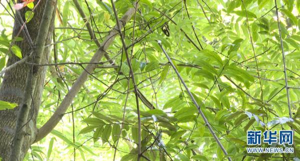 多样云南｜蜂猴、棉凫、麂子……多个濒危物种现身，你不来看看吗？