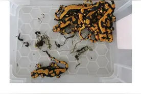 【动植物检疫】动物和动物制品的那些事儿图片