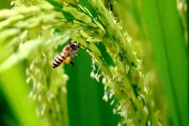 童年的稻花香图片