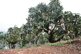 深度报道｜一颗芒果背后的故事图片
