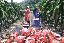 云南石屏：火龙果品种改良助大桥乡果农增收图片