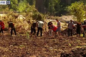 每亩补助50元，河南正全力开展因灾绝收地块改种补种图片