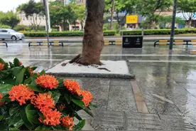 人行道整治进行时｜南城严治违规占道，提升147条道路环境图片