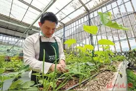 闽侯林柄村：“农”字文章在“有机”图片