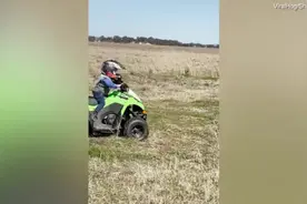 气场全开！澳大利亚农场一名2岁男童驾驶迷你四轮摩托车放牛图片