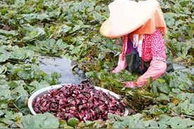 秋天多吃这几种白色蔬菜，去秋燥对身体好处多图片