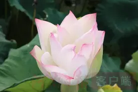 图说信阳｜孙叔敖故里荷花美图片