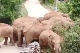 护航COP15 │ 宣传野象保护，森林警察这样干！图片