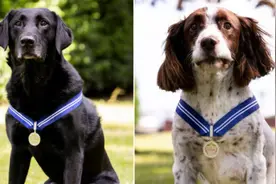 两只警犬获动物界大英帝国勋章 曾在警队服役6年图片