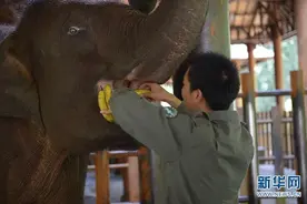 我有一个大象女儿，她的名字叫“然然”图片