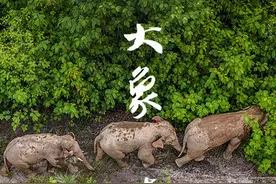 大象奇游记——云南亚洲象群北移南归纪实图片