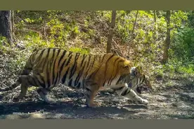老虎、狼、狗熊、野猪？数一数当年我在北大荒遇见的猛兽图片