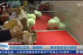 携带3种病毒、一周内病死……昆明女子花1600元疑似买到“星期狗”图片