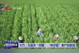四川新闻联播｜大竹：万亩齐“开镰”“种子稻”单产创新高图片