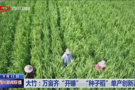 四川新闻联播｜大竹：万亩齐“开镰”“种子稻”单产创新高图片